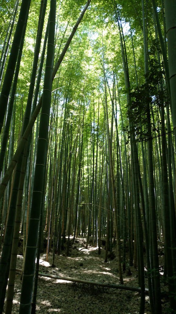Bosque de Bambú por Moto X Style